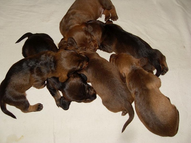 Welpen 24.07.2019 - 1184