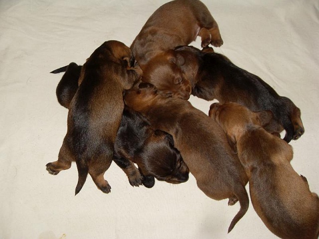 Welpen 24.07.2019 - 1185