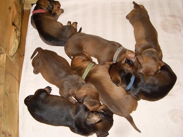 Welpen 24.07.2019 - 1186