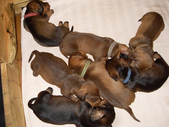 Welpen 24.07.2019 - 1187