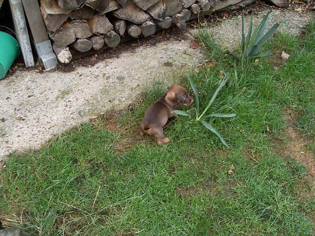 Welpen 23.08.2019 - 1188