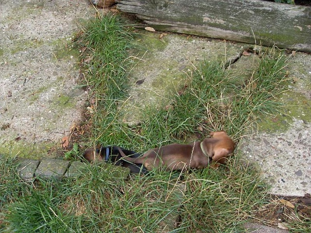 Welpen 23.08.2019 - 1189