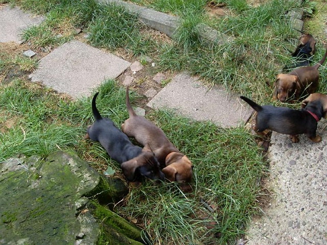 Welpen 23.08.2019 - 1190