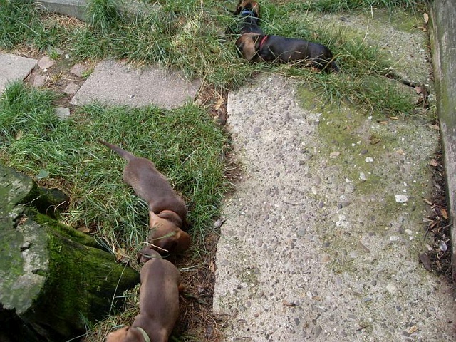 Welpen 23.08.2019 - 1191