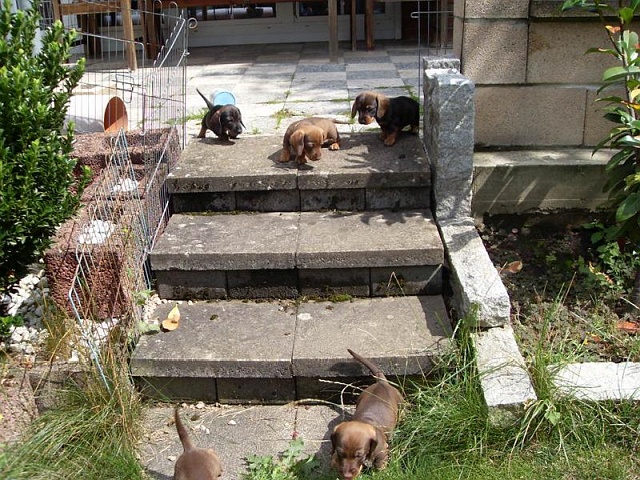 Welpen 23.08.2019 - 1193