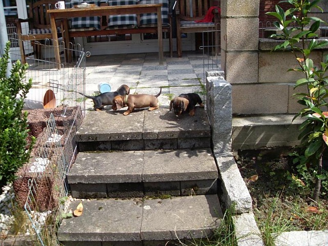 Welpen 23.08.2019 - 1194