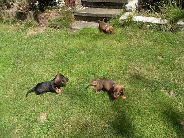 Welpen 23.08.2019 - 1195