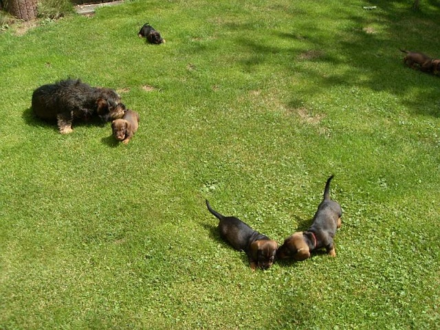 Welpen 23.08.2019 - 1196