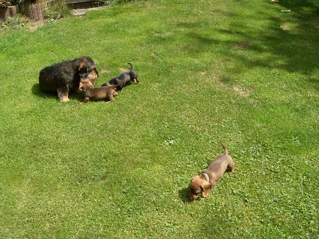 Welpen 23.08.2019 - 1197