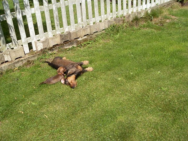 Welpen 23.08.2019 - 1198