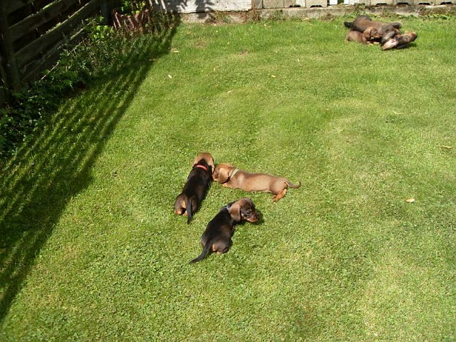 Welpen 23.08.2019 - 1199