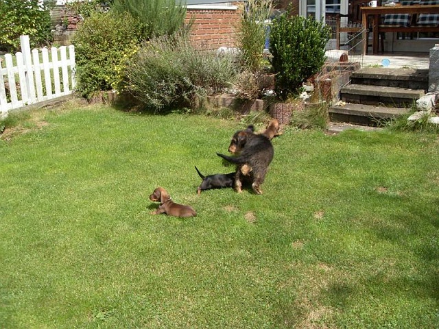 Welpen 23.08.2019 - 1200