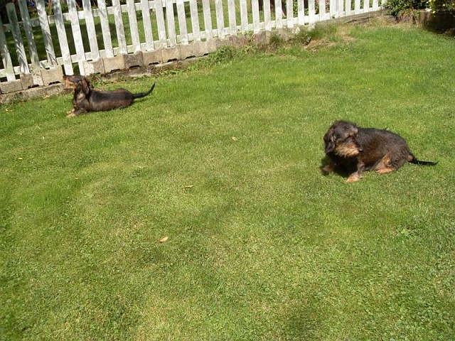 Welpen 23.08.2019 - 1201