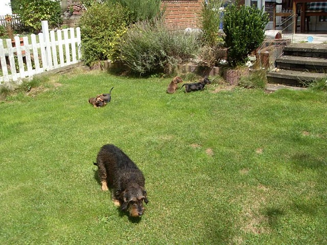 Welpen 23.08.2019 - 1202