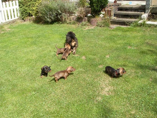 Welpen 23.08.2019 - 1203