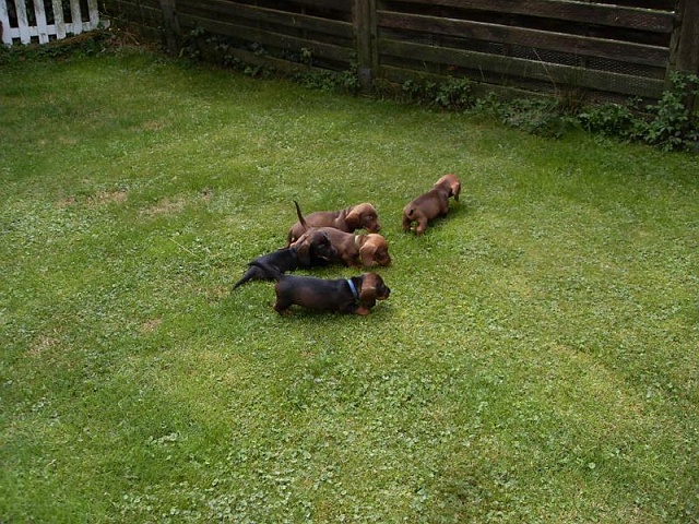 Welpen 23.08.2019 - 1204