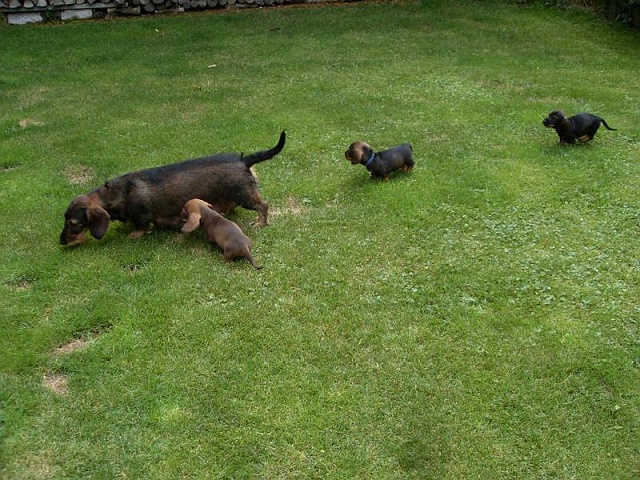 Welpen 23.08.2019 - 1206