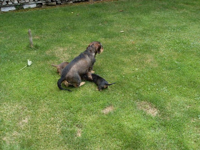 Welpen 23.08.2019 - 1207