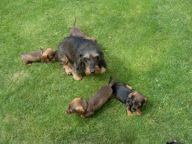 Welpen 23.08.2019 - 1208