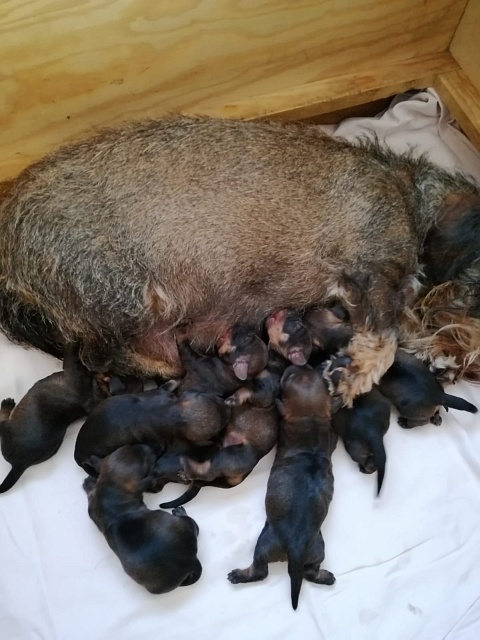 Welpen 12.04.2020 - 1209