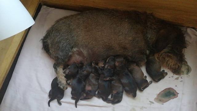 Welpen 12.04.2020 - 1210