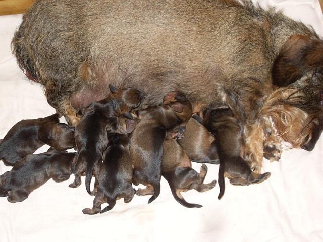 Welpen 15.04.2020 - 1211