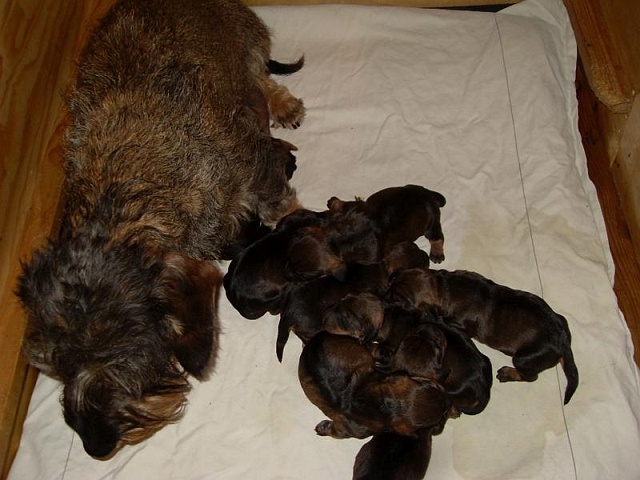 Welpen 15.04.2020 - 1218