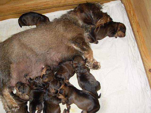 Welpen 27.04.2020 - 1219