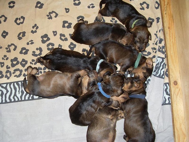 Welpen 27.04.2020 - 1220