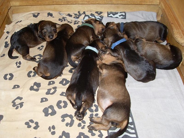 Welpen 27.04.2020 - 1221