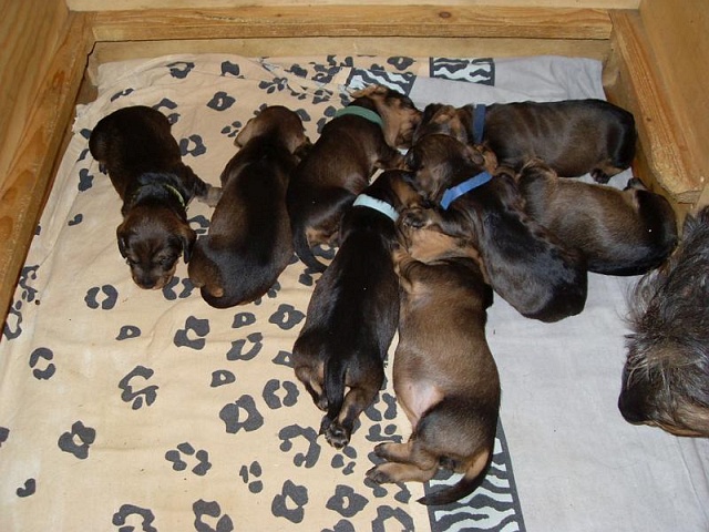 Welpen 27.04.2020 - 1222