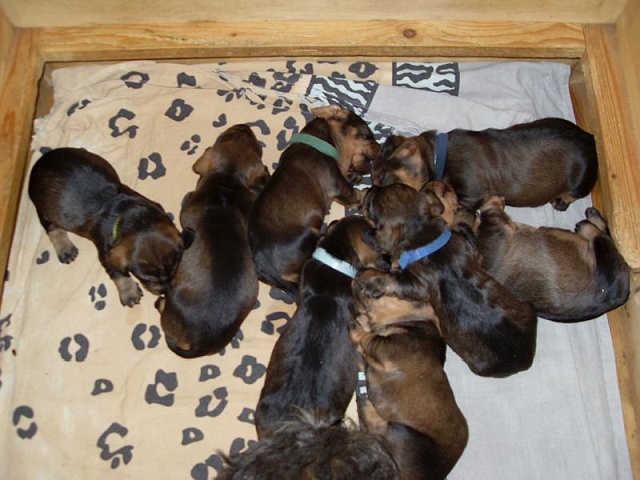 Welpen 27.04.2020 - 1223