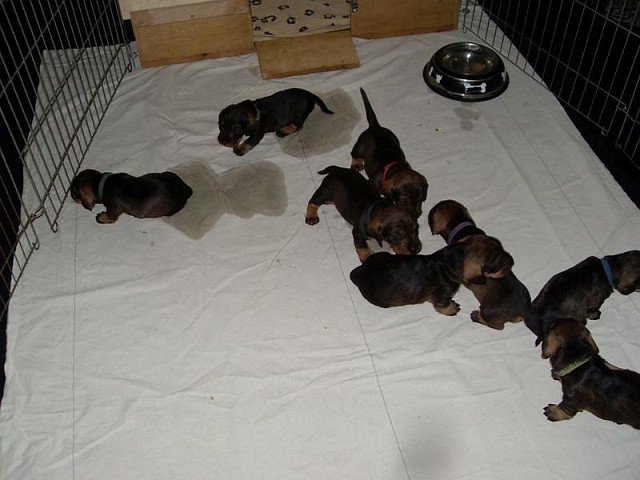 Welpen 12.05.2020 - 1224