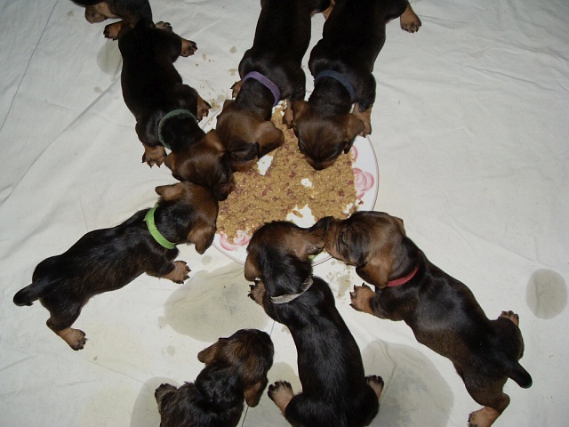 Welpen 12.05.2020 - 1225