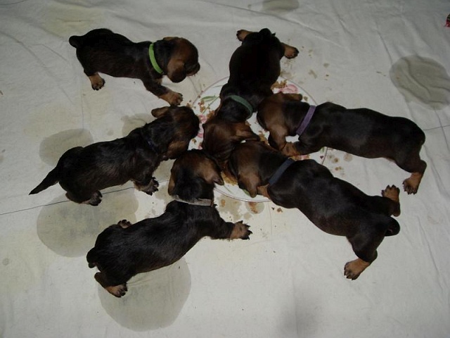 Welpen 12.05.2020 - 1226