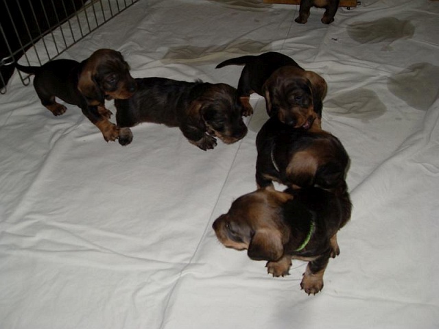 Welpen 12.05.2020 - 1227