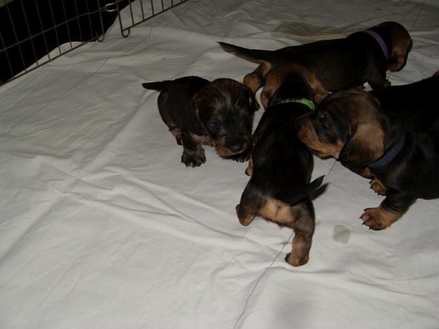 Welpen 12.05.2020 - 1228