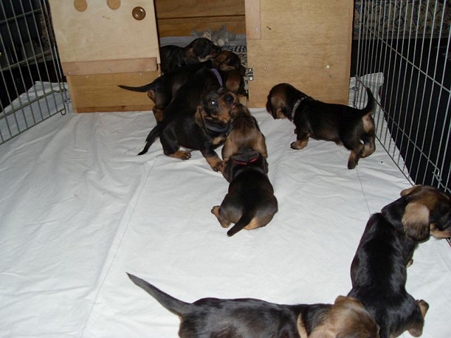 Welpen 12.05.2020 - 1229