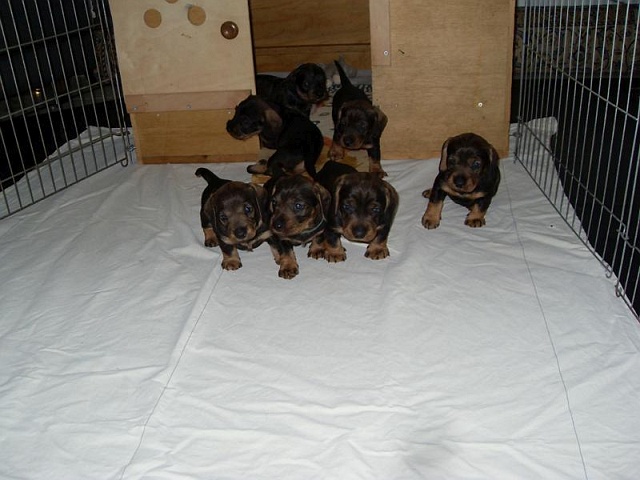 Welpen 12.05.2020 - 1230