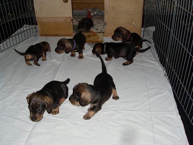 Welpen 12.05.2020 - 1231