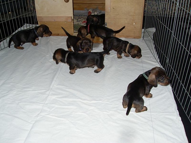 Welpen 12.05.2020 - 1232