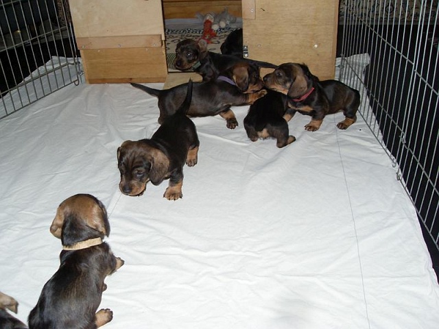 Welpen 12.05.2020 - 1233