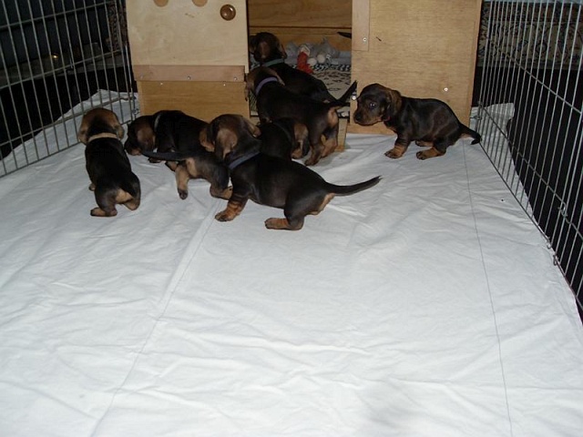 Welpen 12.05.2020 - 1234