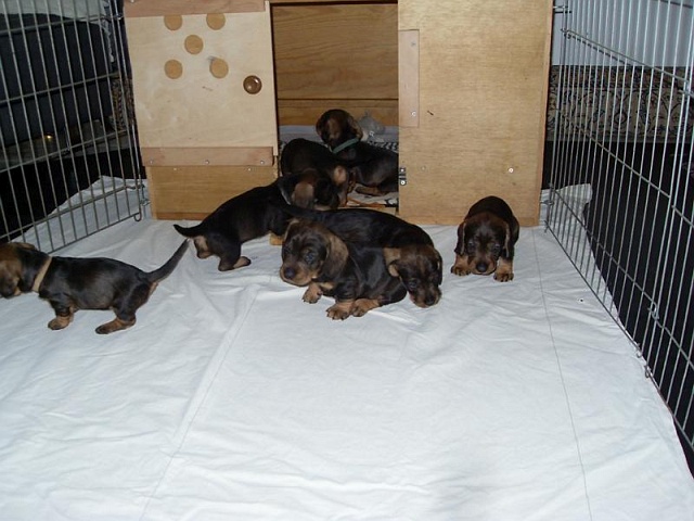 Welpen 12.05.2020 - 1235