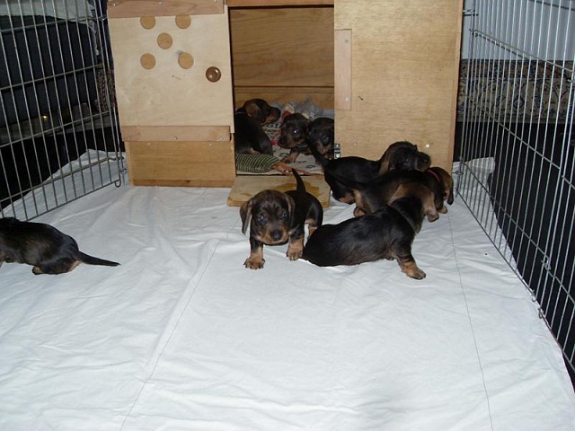 Welpen 12.05.2020 - 1236