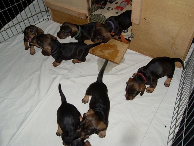 Welpen 12.05.2020 - 1237