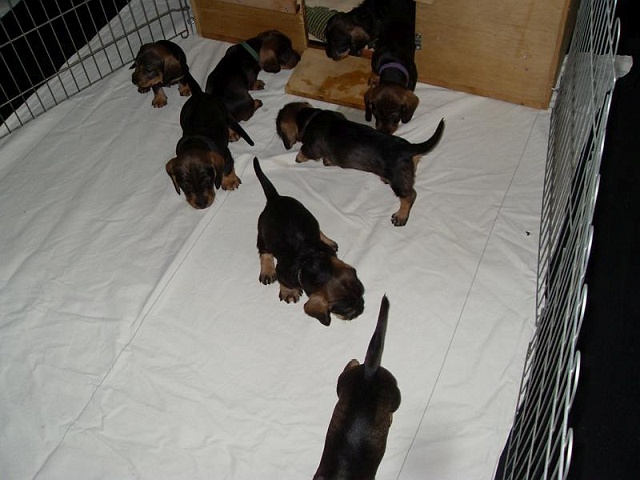 Welpen 12.05.2020 - 1238