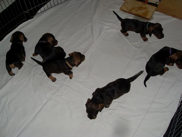 Welpen 12.05.2020 - 1239