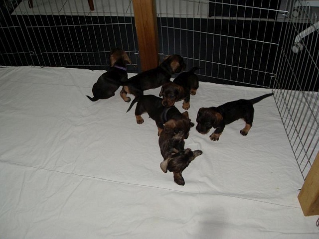 Welpen 12.05.2020 - 1240