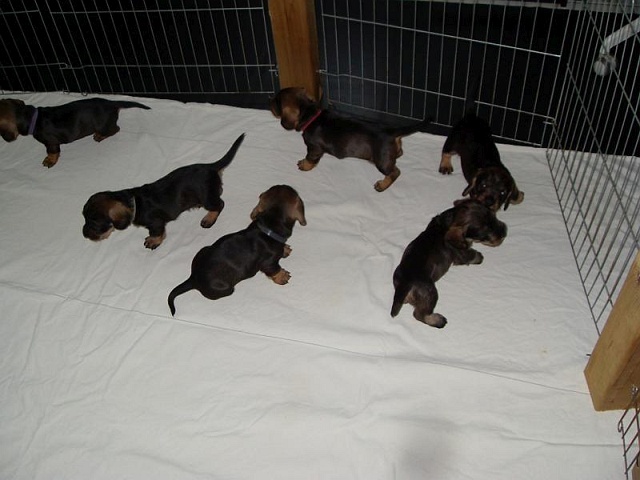 Welpen 12.05.2020 - 1241